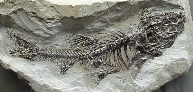 fossil