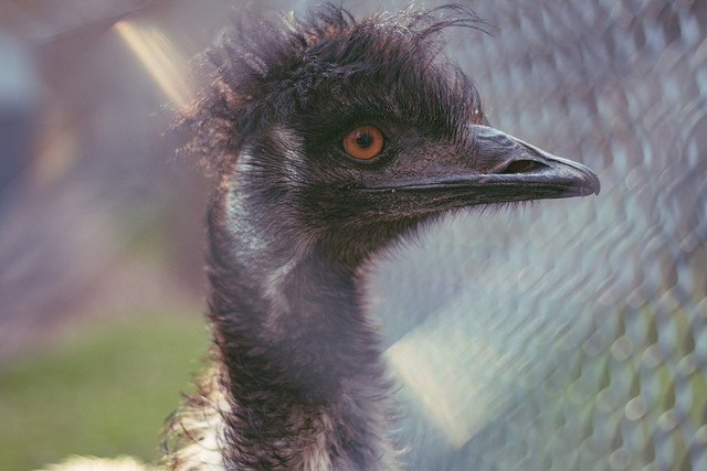 10 grunner til å velge manuell fokusering over autofokus når du fotograferer bilder zoo image flickr