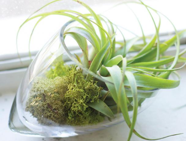 glass-skall-terrarium